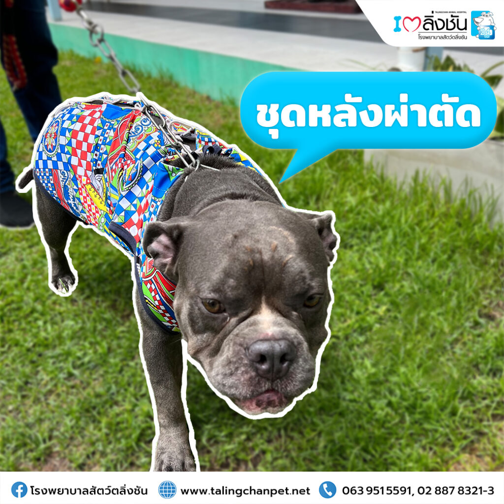 ชุดหลังผ่าตัด