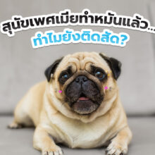 สุนัขเพศเมียทำหมันแล้ว ทำไมยังติดสัด