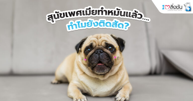 สุนัขเพศเมียทำหมันแล้ว ทำไมยังติดสัด