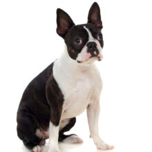 Boston terrier