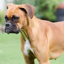Boxer dogs