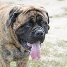 Bull Mastiffs