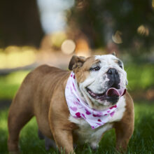 English bulldog