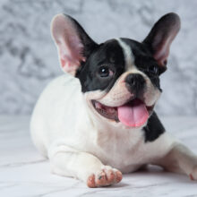 French Bulldog