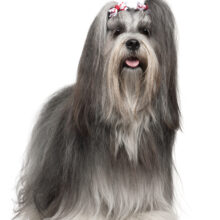Lhasa Apsos