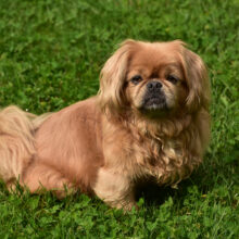 Pekingese
