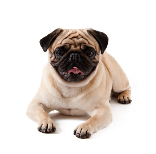 Pug dog