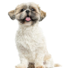 Shih Tzu