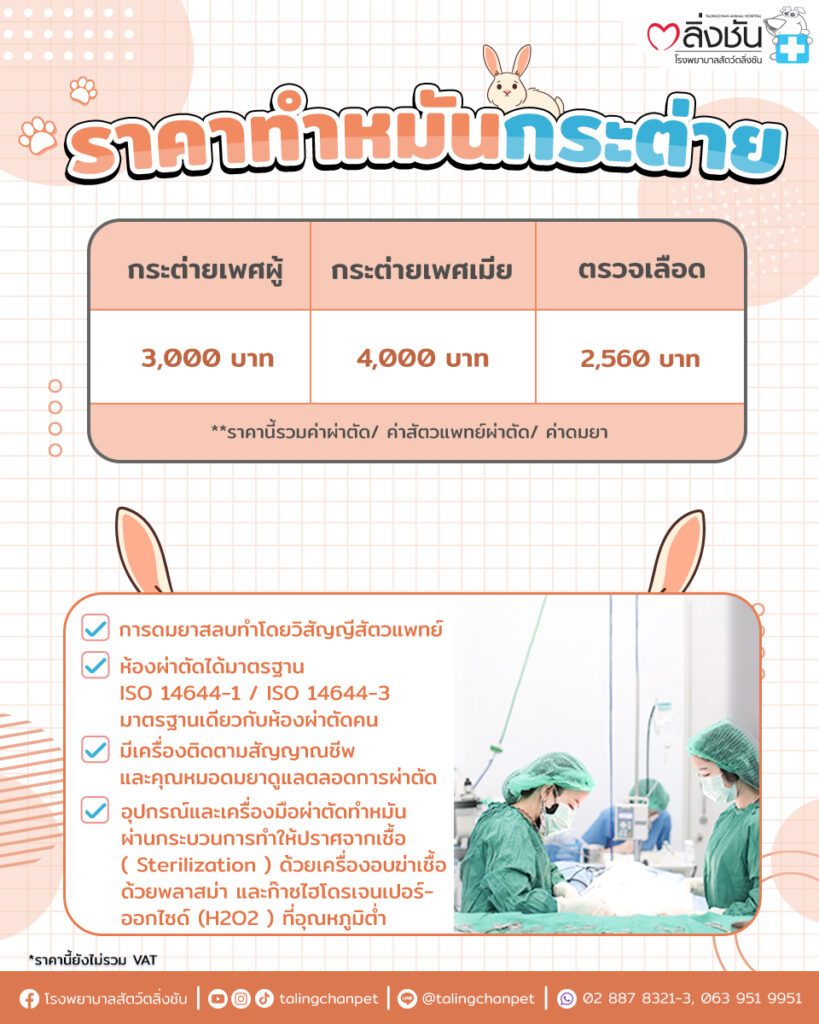ทำหมันกระต่าย2023
