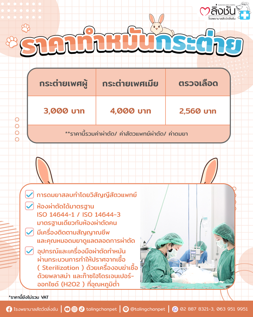 ทำหมันกระต่าย2023