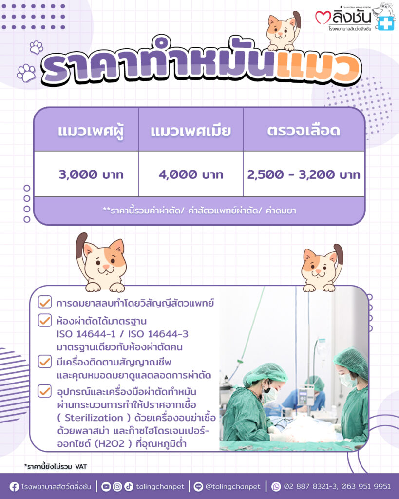 ทำหมันแมว2023