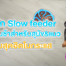 ชามป้อนชา