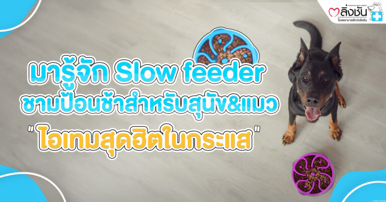 ชามป้อนชา