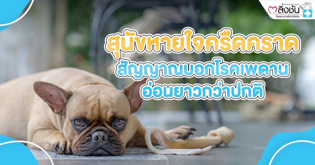 สุนัขหายใจครืดคราด สัญญาณบอกโรคเพดานอ่อนยาวกว่าปกติ