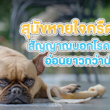 สุนัขหายใจครืดคราด สัญญาณบอกโรคเพดานอ่อนยาวกว่าปกติ
