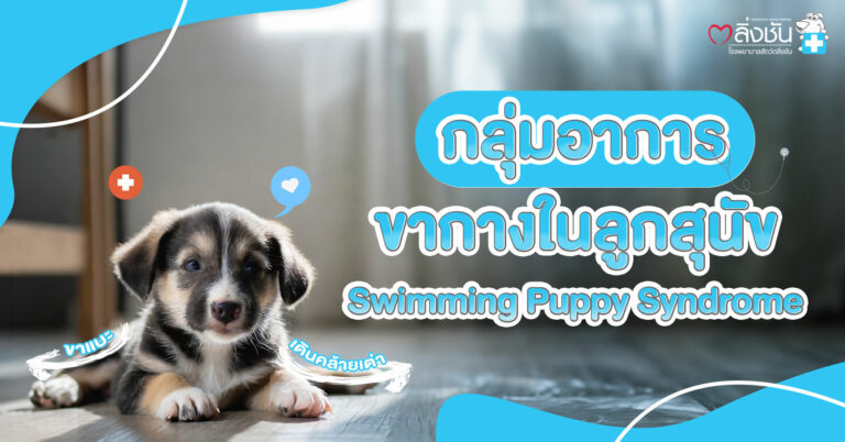 กลุ่มอาการขากวงในลูกสุนัข-Swimming-Puppy-Syndrome