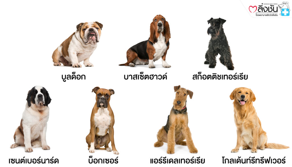 พันธุ์สุนัข