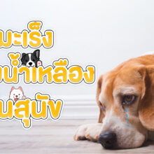 มะเร็งต่อมน้ำเหลืองในสุนัข