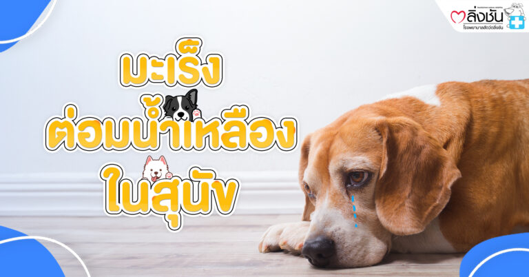 มะเร็งต่อมน้ำเหลืองในสุนัข