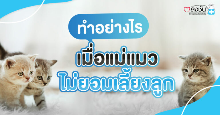 ทำอย่างไรเมื่อแมวไม่ยอมเลี้ยงลูก