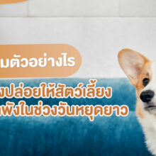 เตรียมตัวอย่างไร-เมื่อต้องปล่อยให้สัตว์เลี้ยงอยู่ตามลำพังในช่วงวันหยุดยาว