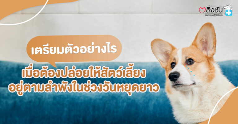 เตรียมตัวอย่างไร-เมื่อต้องปล่อยให้สัตว์เลี้ยงอยู่ตามลำพังในช่วงวันหยุดยาว