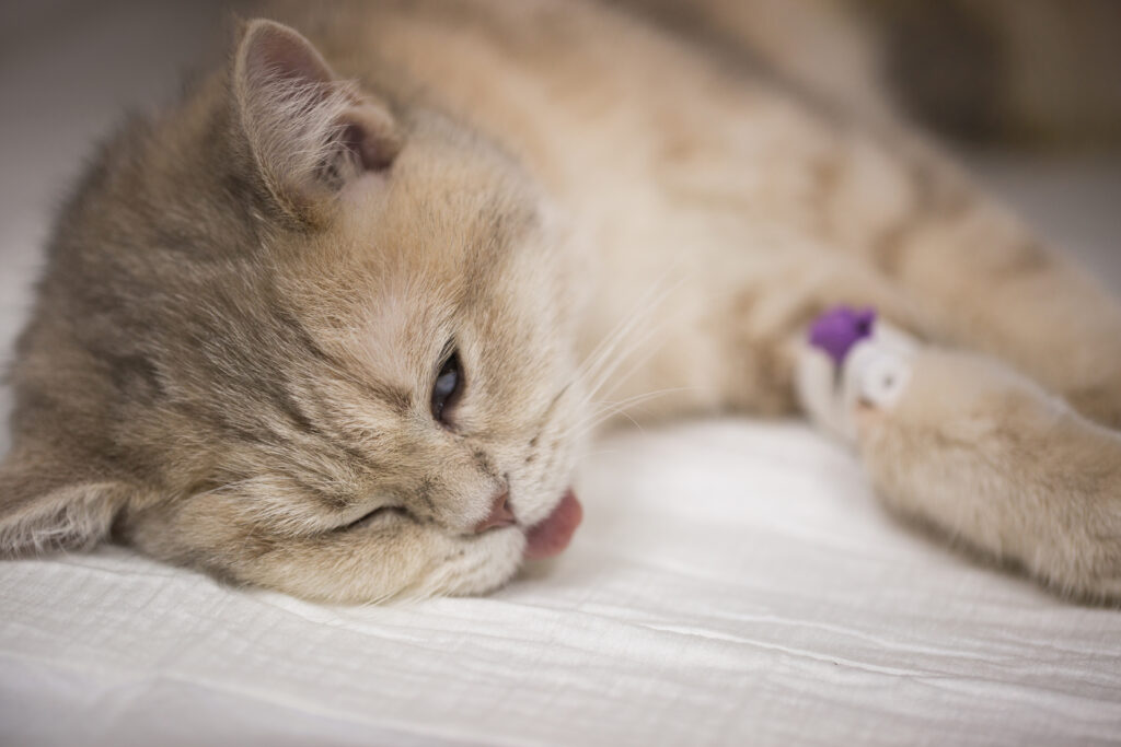 cat5