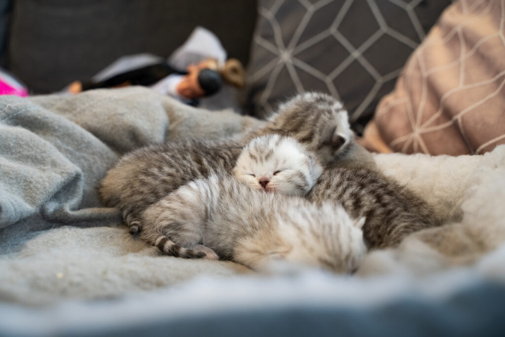 cat7
