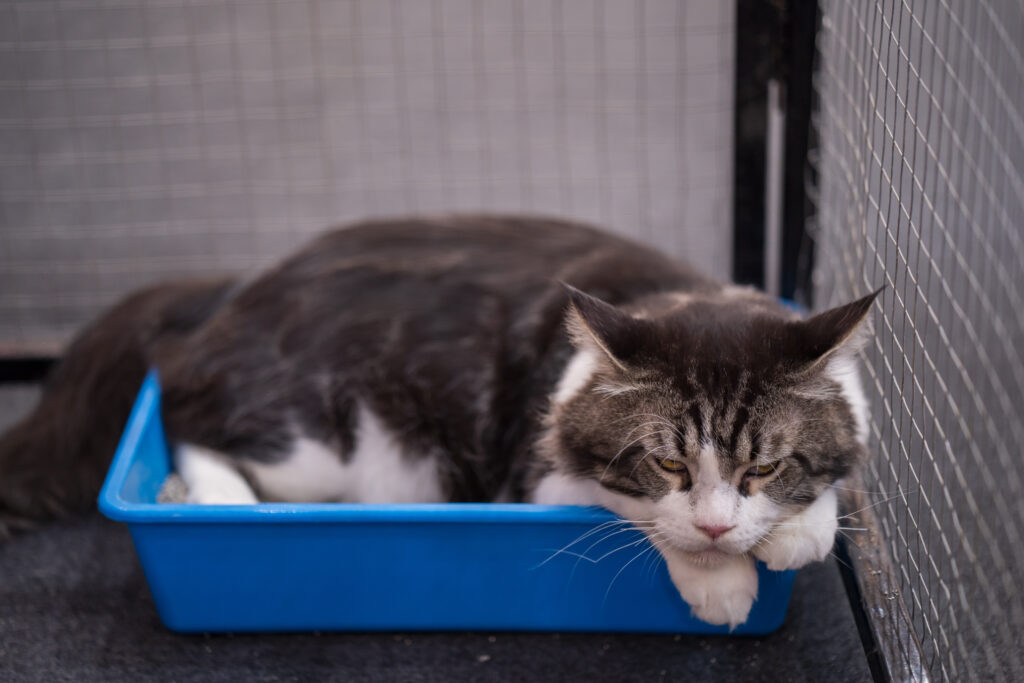 cat4