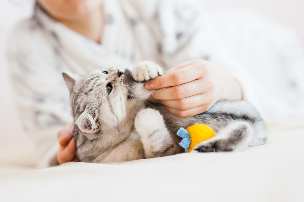 cat1