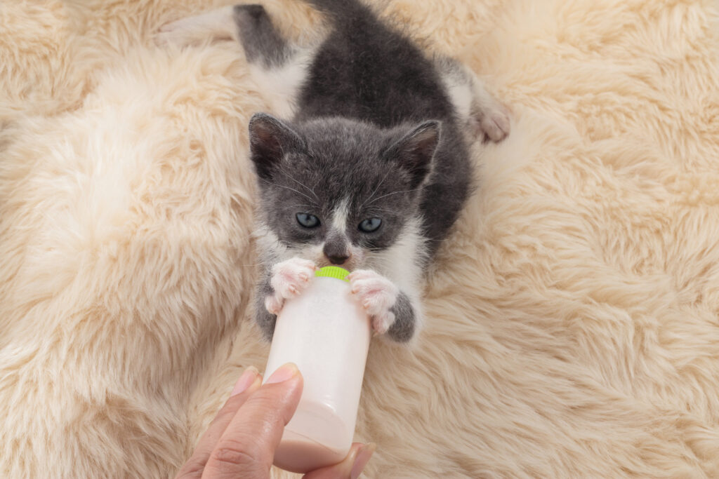 cat9