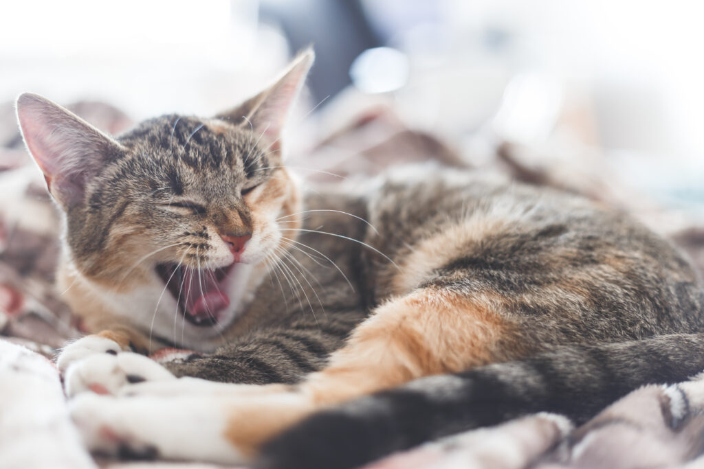 cat8