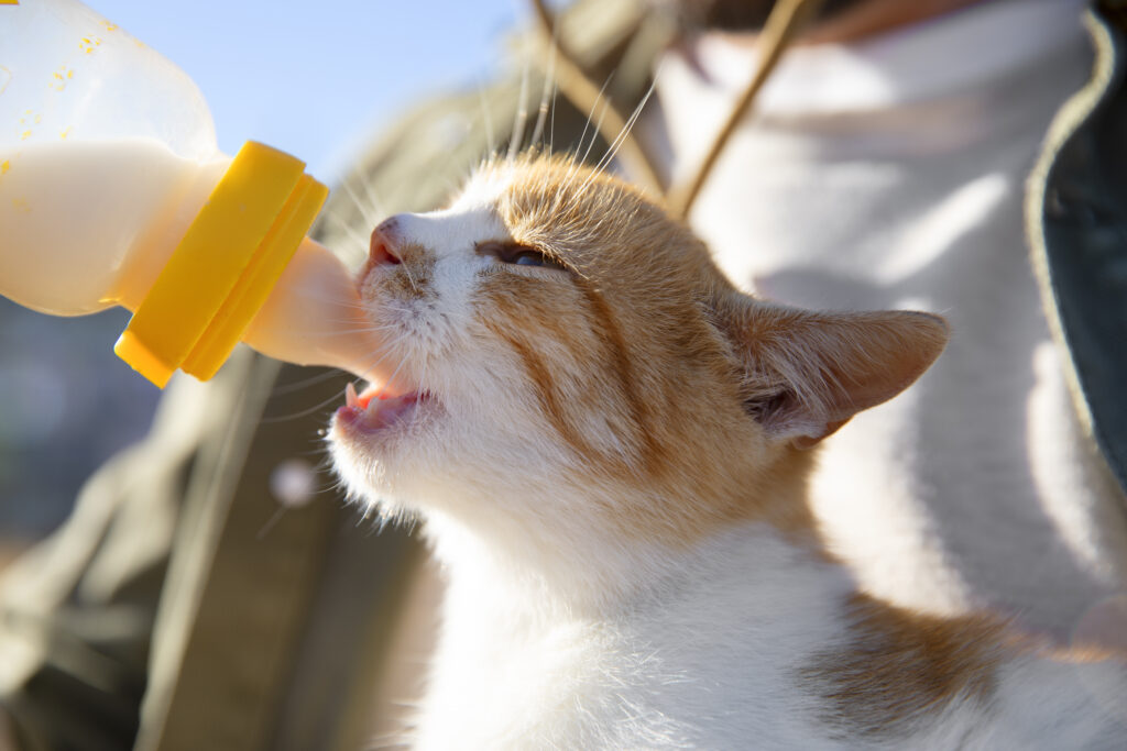 cat10