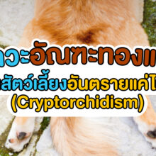 ภาวะอัณฑะทองแดง คืออาการผิดปกติของอัณฑะที่ไม่เคลื่อนตัวลงมาในถุงอัณฑะ