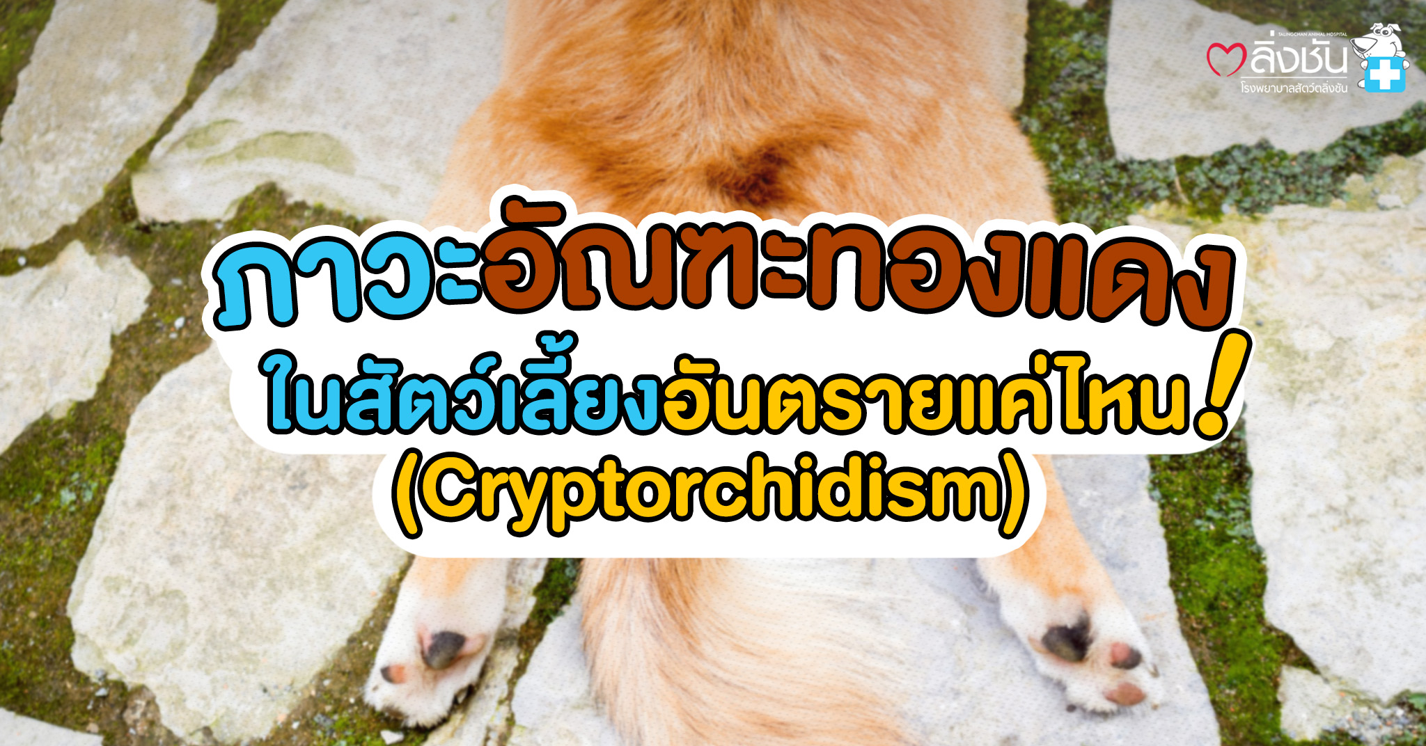 ภาวะอัณฑะทองแดง คืออาการผิดปกติของอัณฑะที่ไม่เคลื่อนตัวลงมาในถุงอัณฑะ