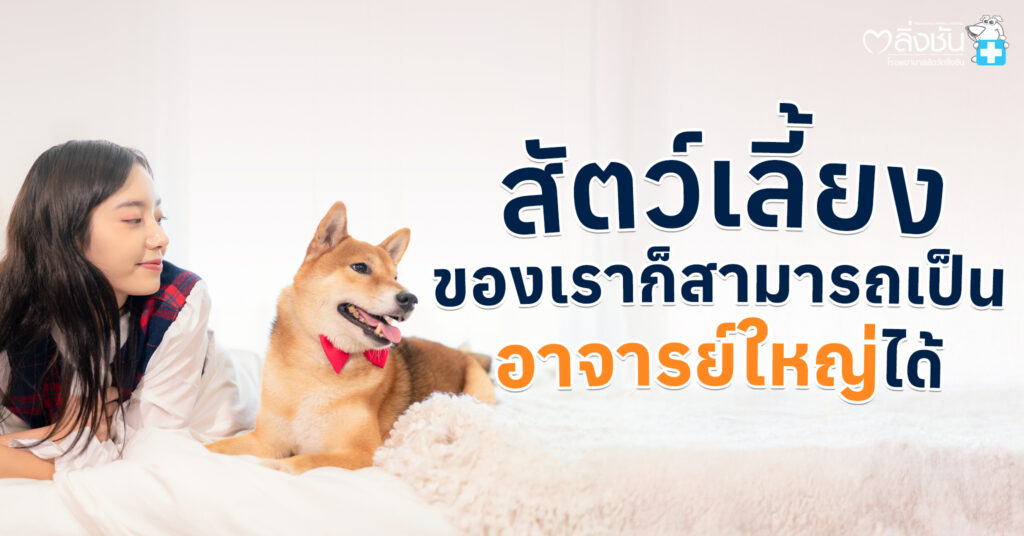 นอกจากคนแล้ว สัตว์ก็สามารถบริจาคร่างกายเพื่อเป็น “อาจารย์ใหญ่” ให้กับนักศึกษาสัตวแพทย์ได้เหมือนกัน เพื่อใช้ในการเรียนรู้โครงสร้างร่างกายจริง ๆ และช่วยพัฒนาการรักษาสำหรับสัตว์อื่น ๆ ในอนาคต