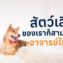 นอกจากคนแล้ว สัตว์ก็สามารถบริจาคร่างกายเพื่อเป็น “อาจารย์ใหญ่” ให้กับนักศึกษาสัตวแพทย์ได้เหมือนกัน เพื่อใช้ในการเรียนรู้โครงสร้างร่างกายจริง ๆ และช่วยพัฒนาการรักษาสำหรับสัตว์อื่น ๆ ในอนาคต