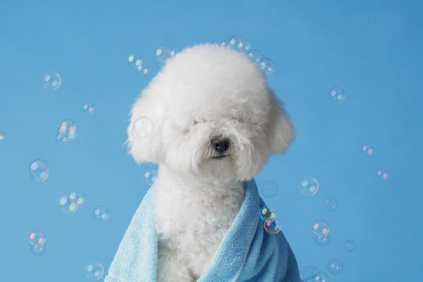 bath-grooming