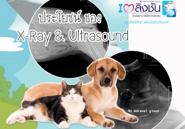 ประโยชน์ของxray_ultrasound_big ประโยชน์ของxray_ultrasound_big